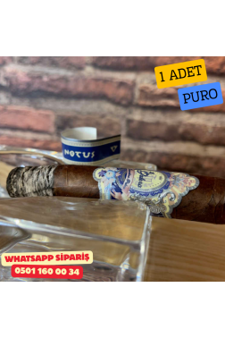 La Galera Anemoi Notus 556 - 1 Adet Puro